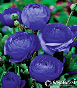 Ranunkeln Ranunculus Blue 5 St.