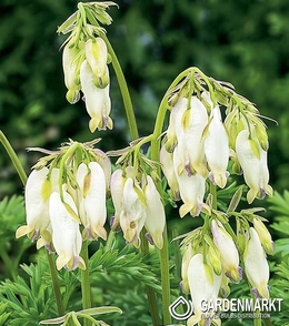 Dicentra Formosa Aurora Herzen Aurora 1 St.