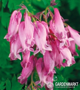 Dicentra Formosa Luxuriant Herzen Luxuriant 1 St.