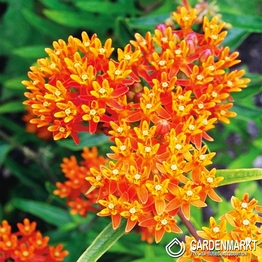 Asclepias Tuberosa 1 St.