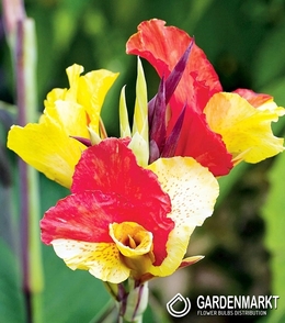 Canna-Blumenrohr Cleopatra 1 St.