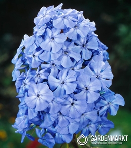 Phlox Blue Boy 1 St.