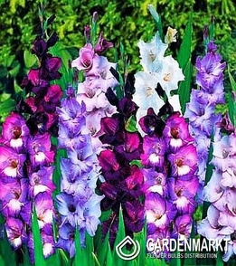 Gladiolus Violett Mix 5 St.