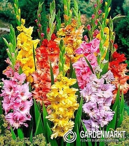 Gladiolus Gewellt Mix 5 St.