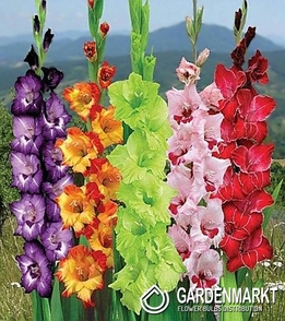 Gladiolus Exotisch Mix 10 St.