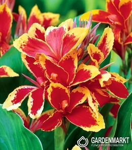 Canna-Blumenrohr Lucifer 1 St.