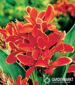 Canna Yellow-Red 1 St.