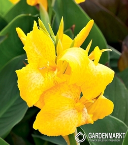 Canna-Blumenrohr Gelb Humbert 1 St.