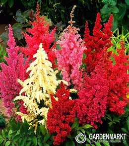 Astilbe Mix 5 St.