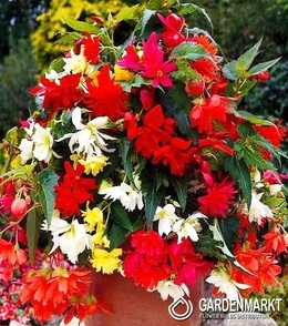 Hängebegonie Mix 5 St.