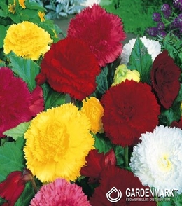 Begonie Fetzen Mix 5 St.