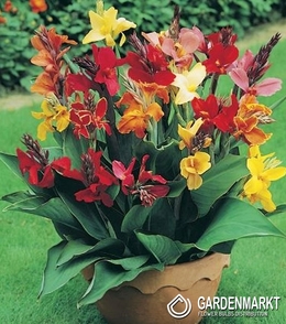 Canna Mix 5 St.