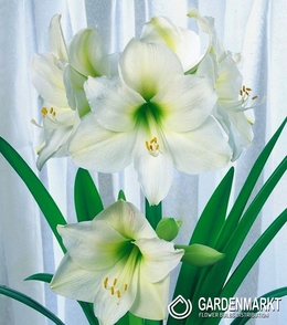 Hippeastrum Amaryllis Mount Blanc 1 St.