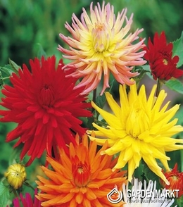 Kaktus Dahlie Mix 5 St.