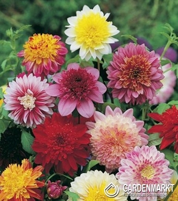 Dahlie Anemone Mix 5 St.