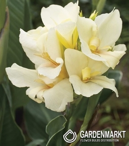 Canna-Blumenrohr Alaska 1 St.