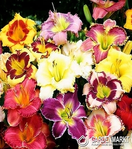 Hemerocallis Doppel Taglilie Mix 5 St.