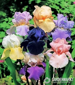 Schwertlilie Iris Germanica Mix 5 St.