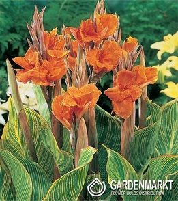 Canna-Blumenrohr Pretoria 1 St.