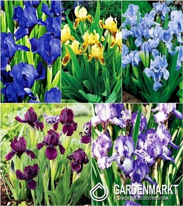 Iris Pumila Mix 5 St.