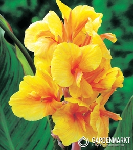 Canna-Blumenrohr Golden Lucifer 1 St.