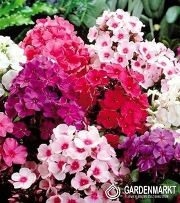 Phlox Paniculata Mix 5 St.