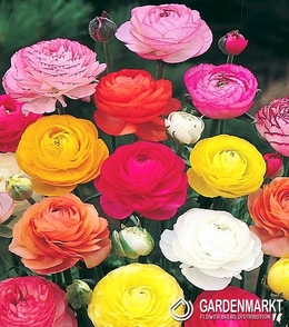 Ranunculus Ranunkeln Mix 15 St.