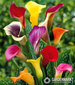 Zantedeschia Mix 5 St.