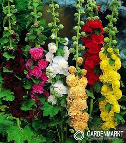 Alcea Rosea Malve Garten Mix 5 St.