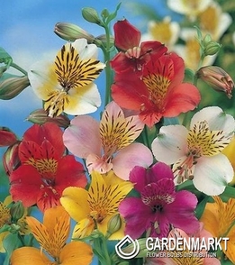 Alstroemeria Mix 5 St.