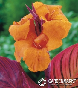 Canna-Blumenrohr Tropicana 1 St.