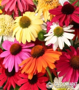 Echinacea Sonnenhut Mix 5 St.