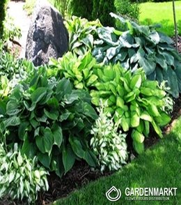 Hosta-Funkia Mix 5 St.