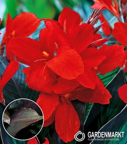 Canna-Blumenrohr Black Knight 1 St.