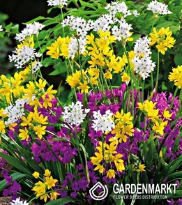 Zierlauch Allium Mix 4/+50 St.