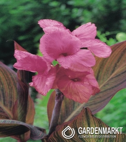 Canna-Blumenrohr Pink Sunburst 1 St.