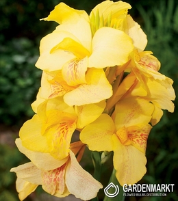 Canna-Blumenrohr Oiseau D'or 1 St.