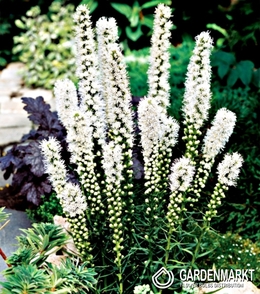 Liatris Spicata Weiß 50 St.