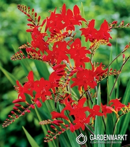 Crocosmia Lucifer 25 St.