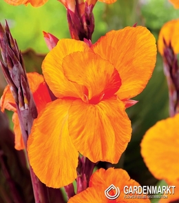 Canna-Blumenrohr Jivago 1 St.