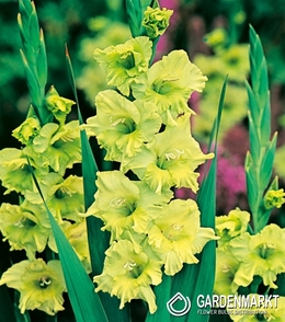 Gladiolus Grün 5 St.