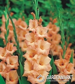 Gladiolus Giadiole Lachsfarben 10 st. 