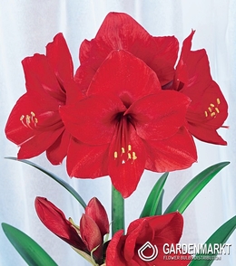 Hippeastrum Amaryllis Red Lion 1 St.