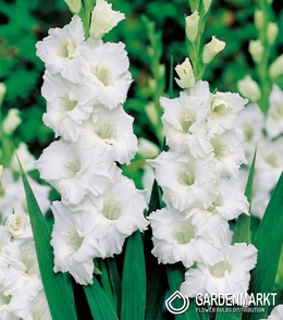 Gladiolus Weiß 5 St.