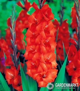 Gladiolen Großblumig Traderhorn "10,25 oder 50 Zwiebeln Blumenzwiebeln Gladiolus 