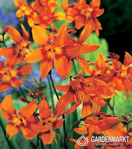 Crocosmia-Montbreiten Emily Mckenzie 5 St.