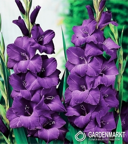 Gladiolus Violett 5 St.