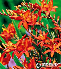 Crocosmia-Montbreiten Masonarium 5 St.