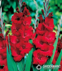 Gladiolus Rot 5 St.