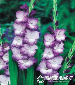 Gladiolus Weiß - Violett 5 St.